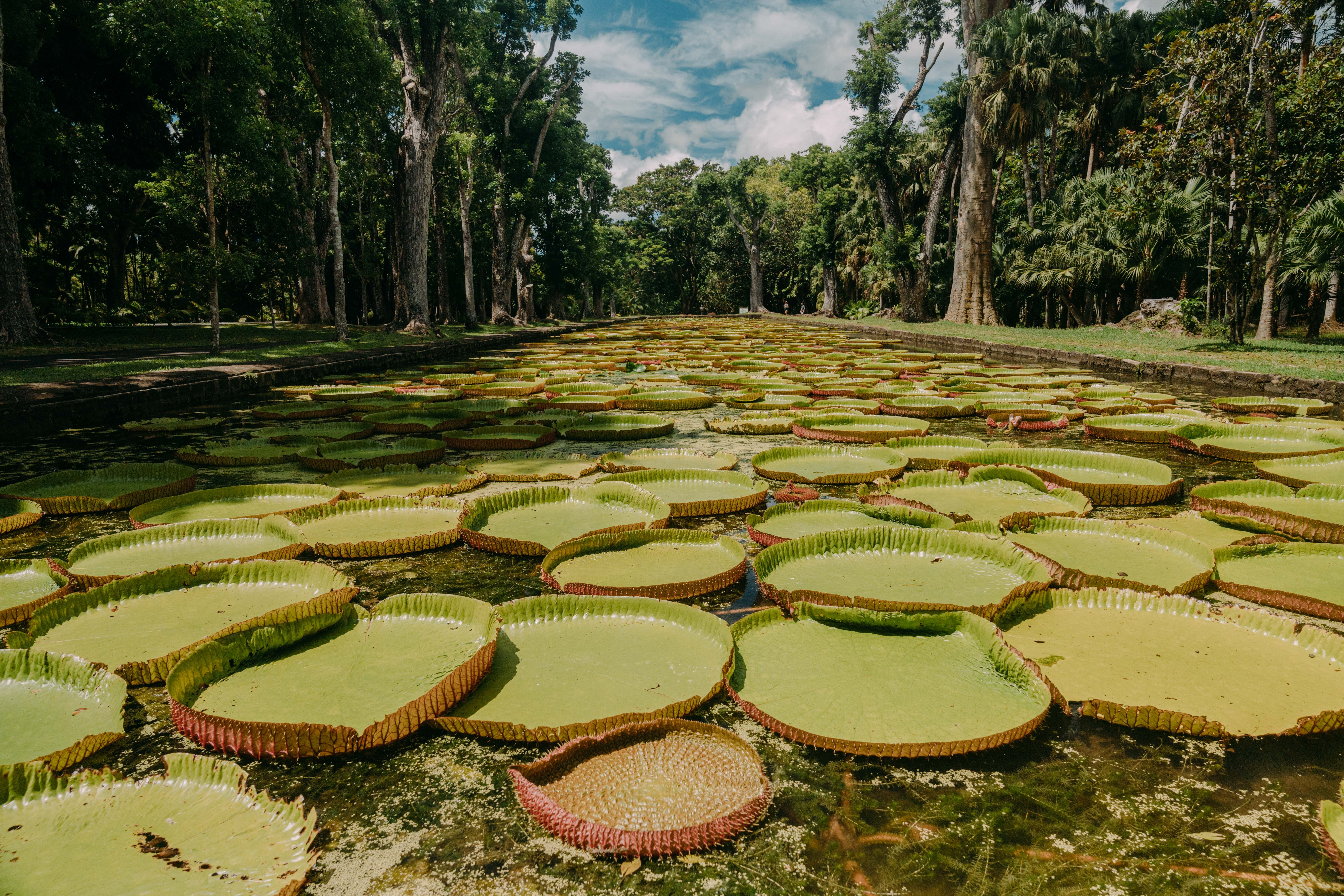 Jardin de Pamplemousses